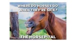 horsepital.jpg