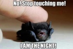 touching a bat.jpg
