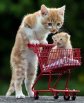 cat and cart.jpg