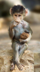 monkey thinking.png