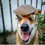 dog and turtle.jpg
